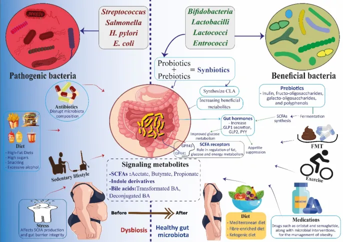 Gut Microbiome: Dysbiosis, Health, and Interventions