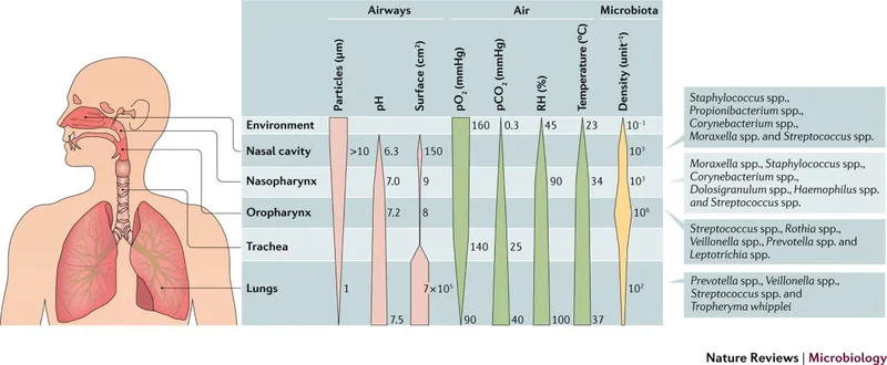 Respiratory tract microbiome characteristics