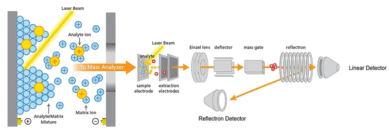 MALDI-TOF MS Principle Diagram