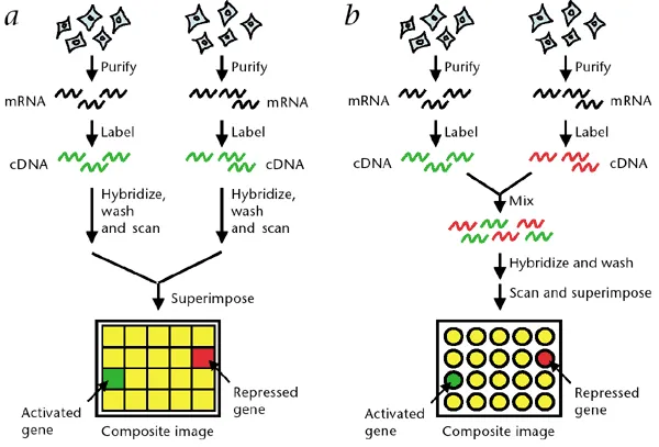 Microarray workflow diagram