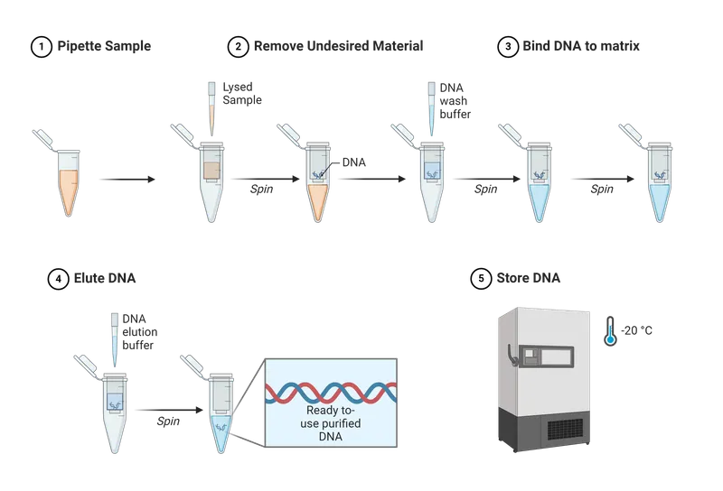 DNA Extraction Steps Diagram