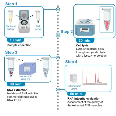 RNA extraction and integrity evaluation workflow