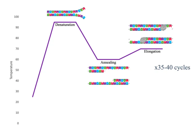 PCR Cycle: Denaturation, Annealing, Elongation