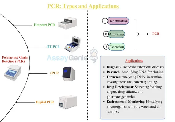 PCR types, steps, and applications diagram