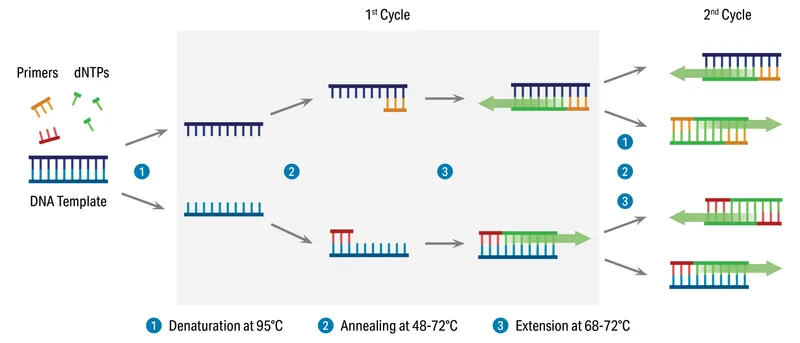 PCR amplification process diagram