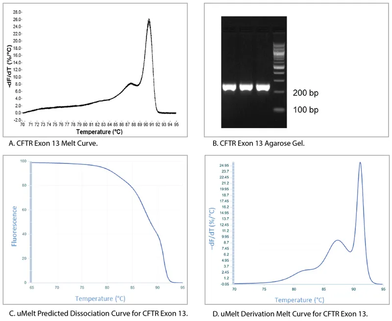 Real-Time PCR Melt Curves and Gel