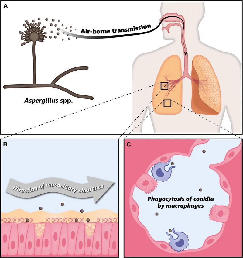 Aspergillus conidia inhalation and immune response