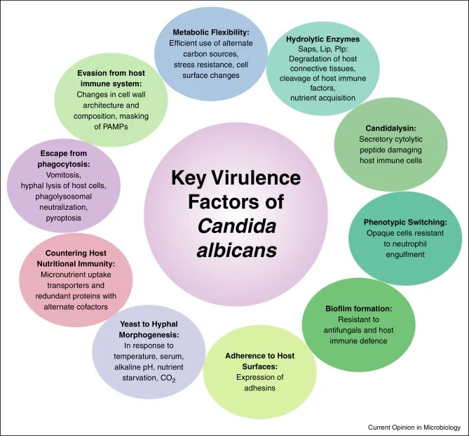 Key Virulence Factors of Candida albicans Diagram