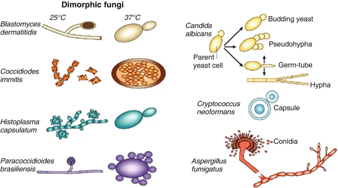 Fungal Morphology Diagram