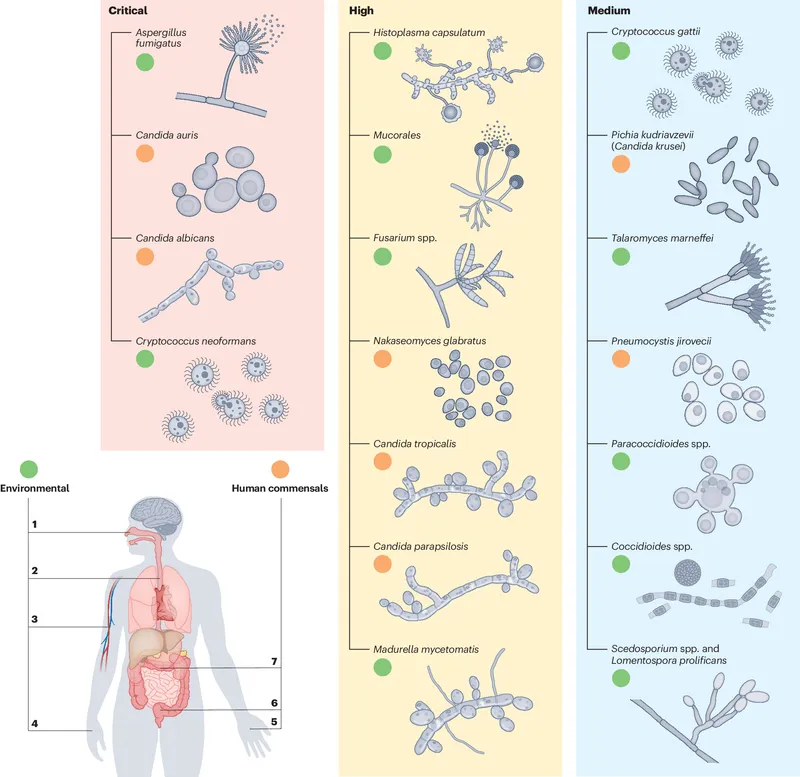 Morphology of medically important fungi