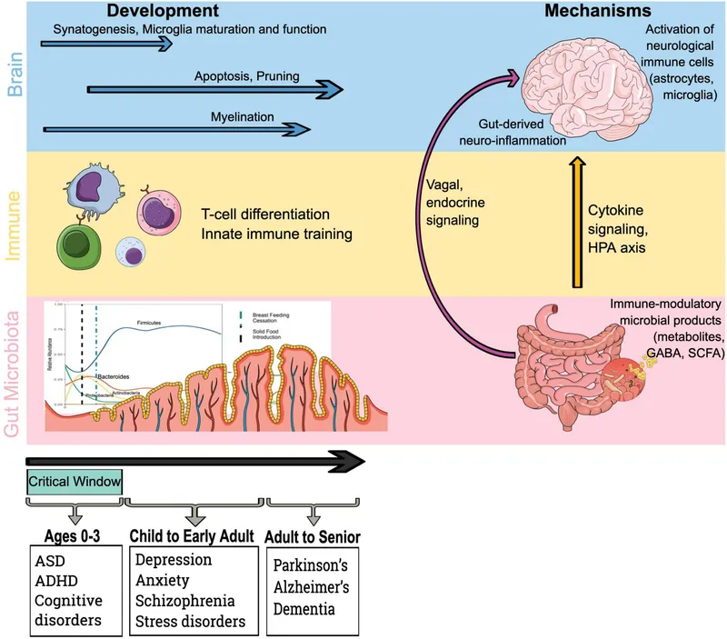 Gut-brain axis and microbiome development across lifespan