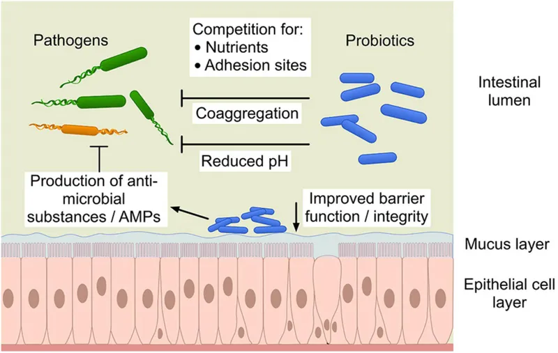 Gut Microbiome: Pathogen Competition and Host Defense
