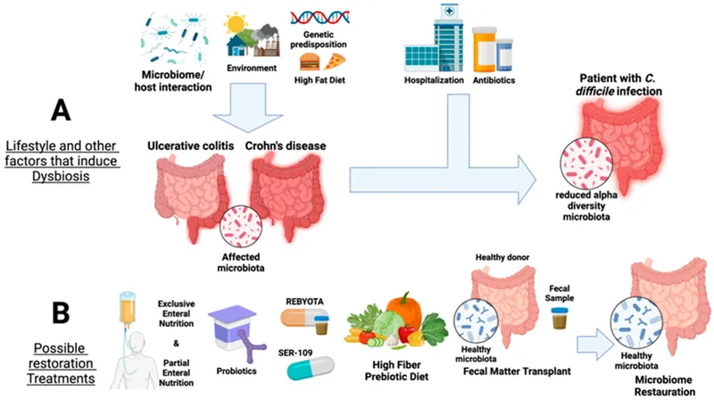 Dysbiosis factors and microbiome restoration