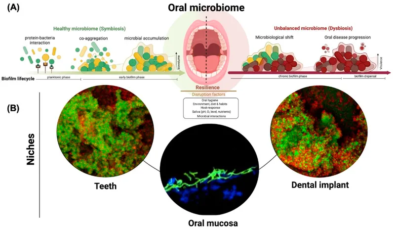 Oral microbiome biofilm lifecycle and niches