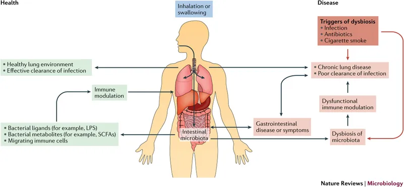Respiratory and gut microbiota in health and disease