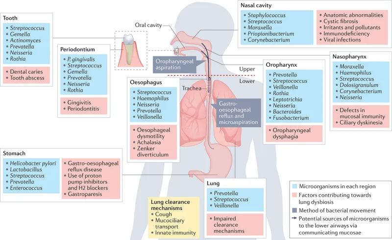 Respiratory Tract Microbiome Overview