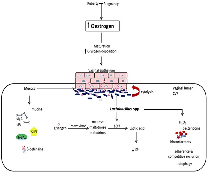 Estrogen, Glycogen, and Lactobacillus in Vaginal Health