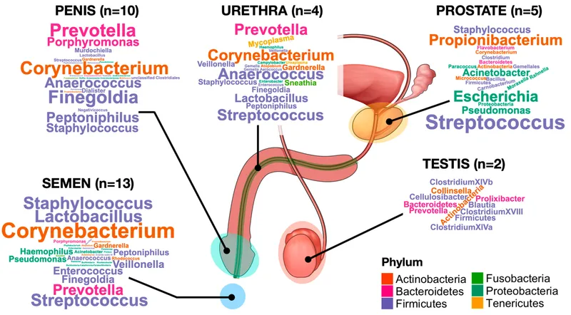 Male Urogenital Microbiome Sites and Associated Bacteria