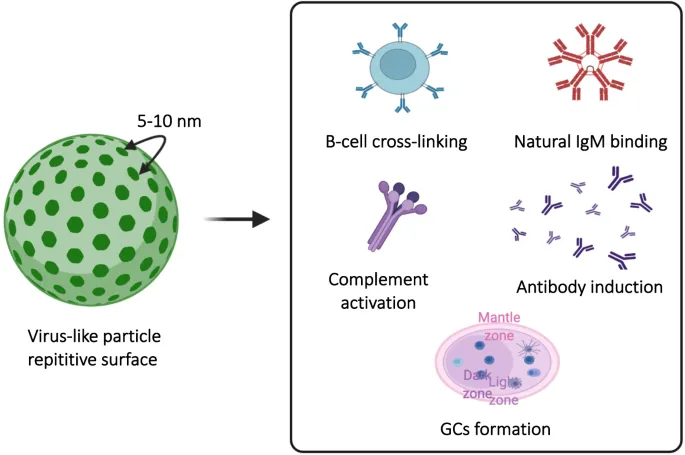 HPV VLP mechanism of action for antibody induction