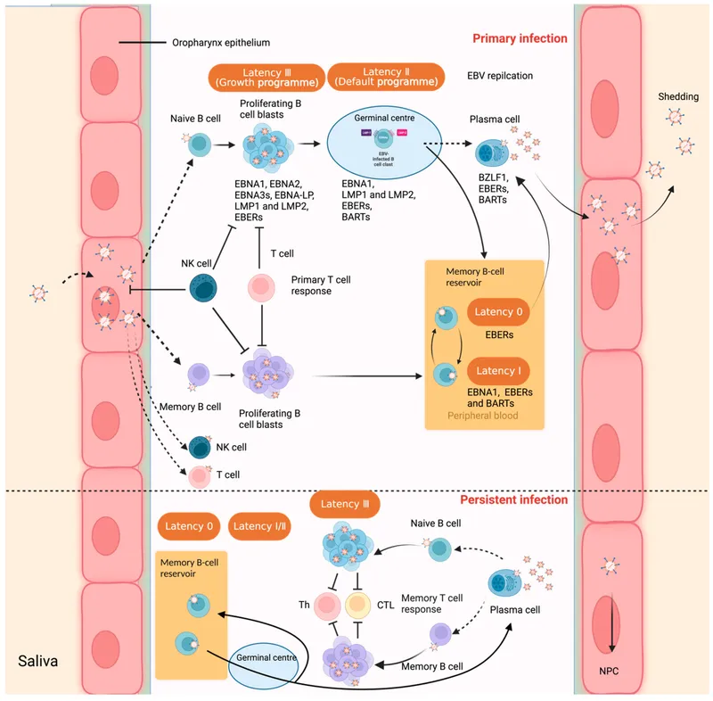 EBV Infection Cycle and Latency Programs