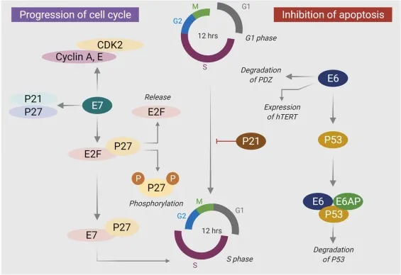HPV E6/E7 effects on cell cycle and p53 degradation
