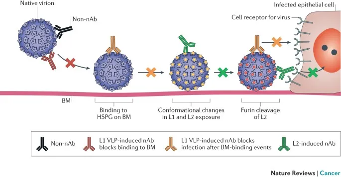 HPV infection and antibody neutralization mechanism