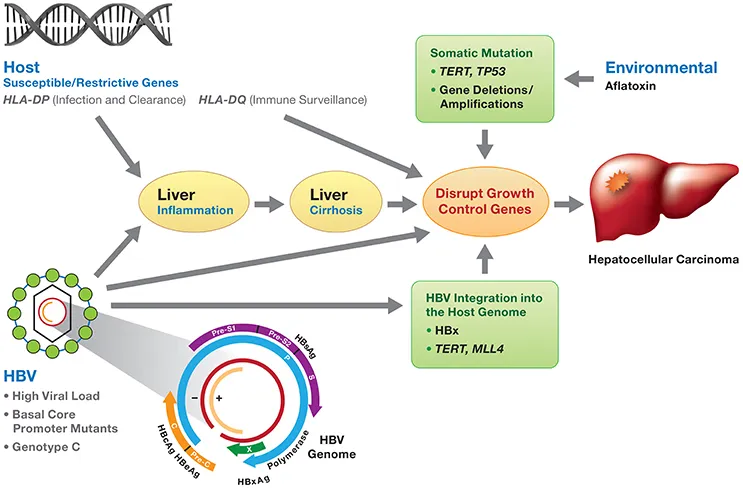 HBV and HCC Pathogenesis