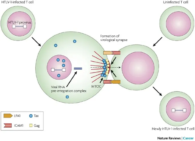 HTLV-1 cell-to-cell transmission via virological synapse