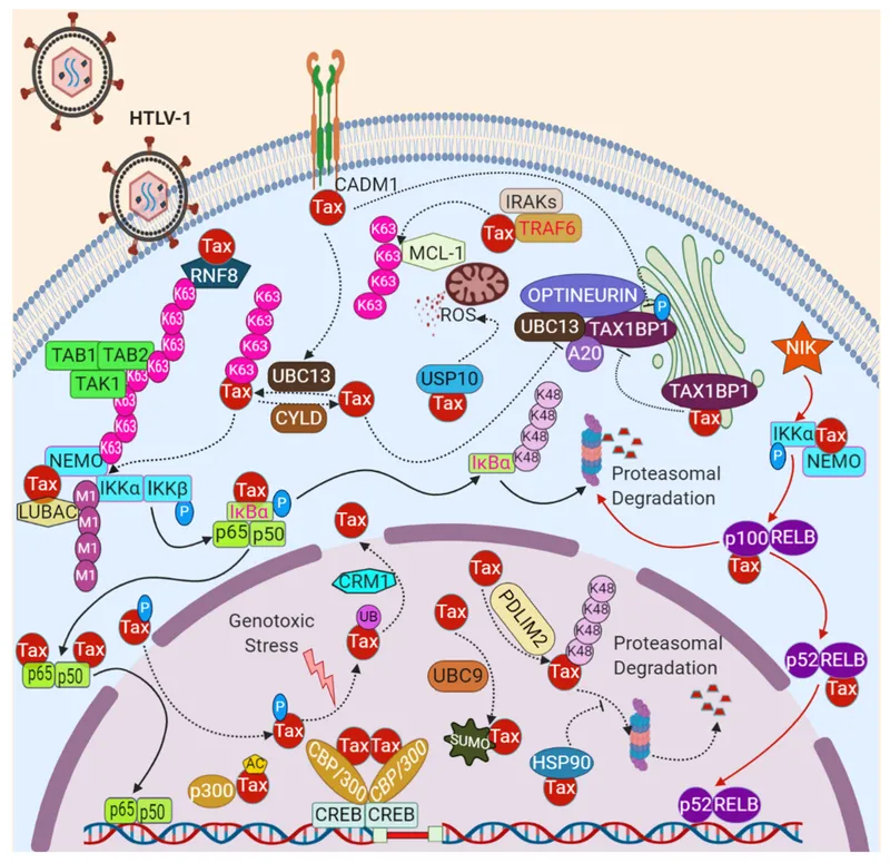 HTLV-1 Tax protein mechanism of T-cell transformation