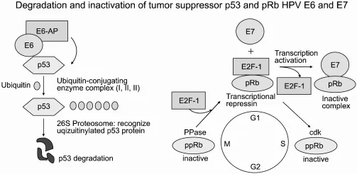 HPV E6/E7 inactivation of p53 and pRb tumor suppressors
