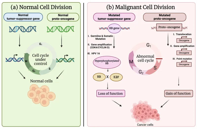 Normal vs. Malignant Cell Division & Oncogenesis