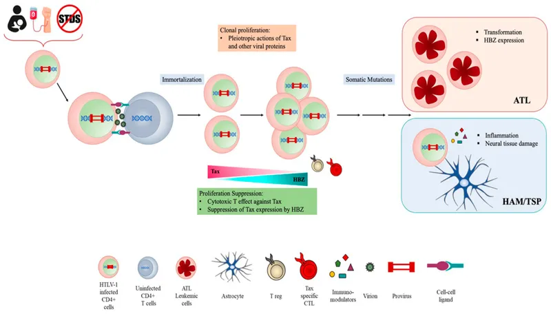 HTLV-1 oncogenesis and disease progression