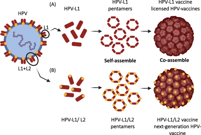 HPV vaccine: L1 protein assembly into virus-like particles