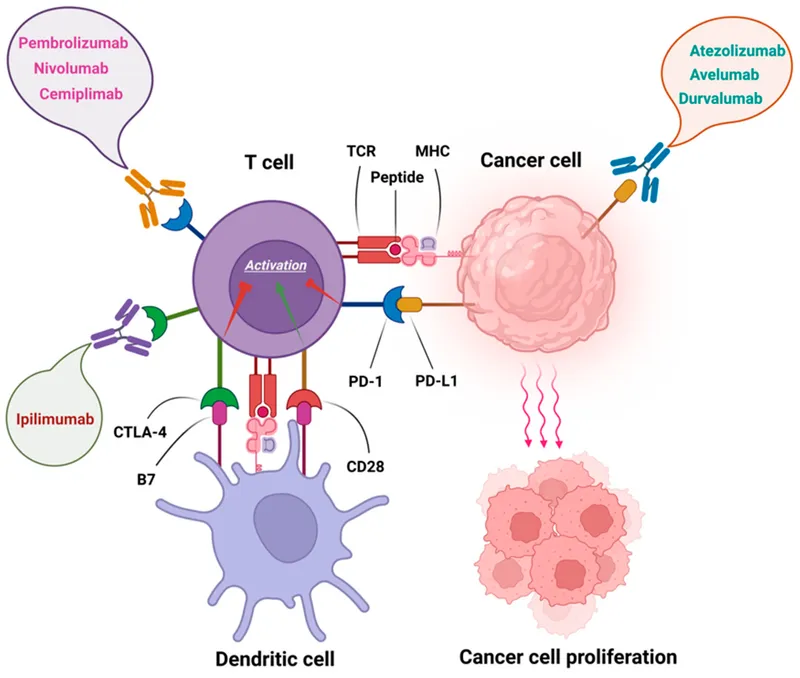 Immune Checkpoint Inhibitors in Cancer Therapy