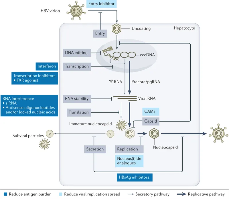 HBV Replication Cycle & Therapeutic Targets