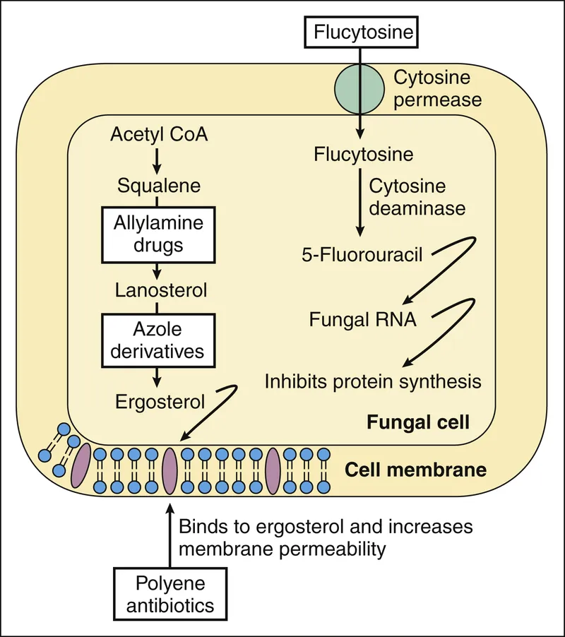 Antifungal drug mechanisms of action in fungal cells