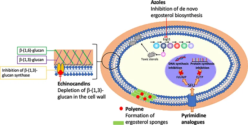 Antifungal Drug Mechanisms on Fungal Cell