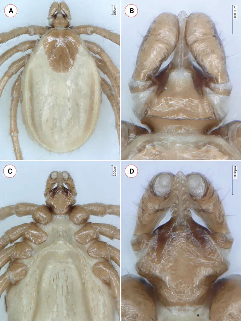 Ixodes Tick Morphology