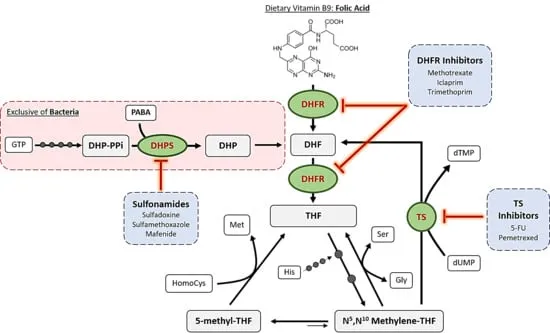 Folate synthesis inhibition by TMP-SMX