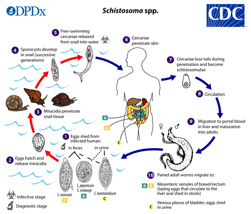 Schistosoma spp. life cycle with human and snail hosts