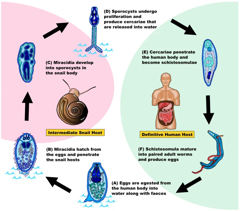 Schistosoma Life Cycle with Snail and Human Hosts