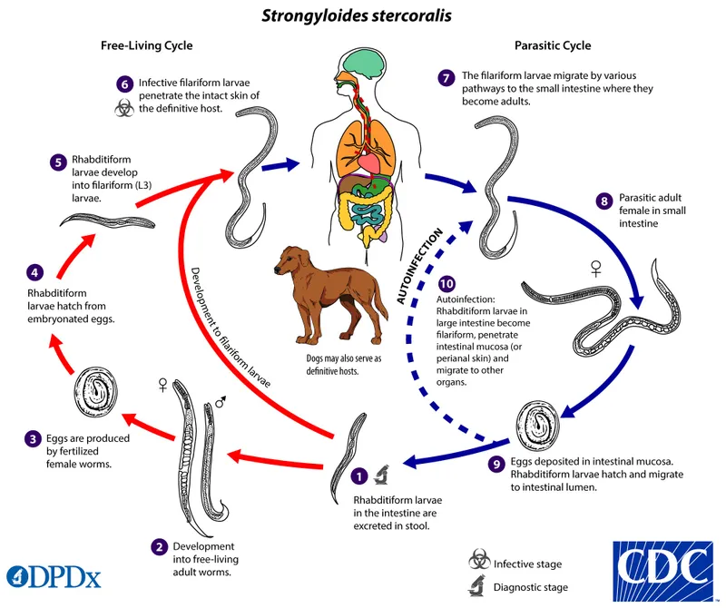 Strongyloides stercoralis life cycle with autoinfection