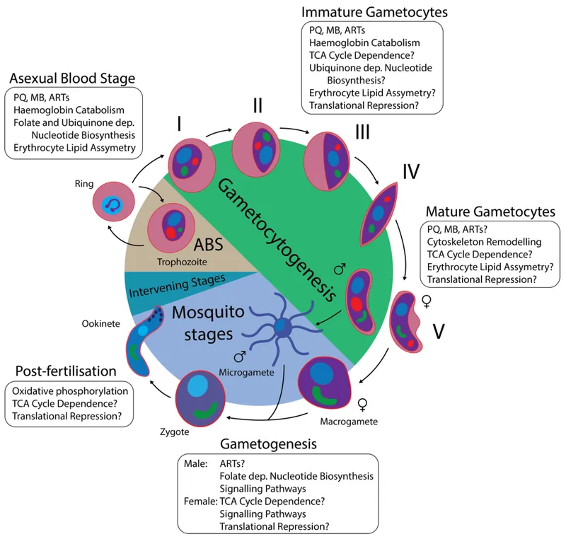 Plasmodium life cycle stages and drug targets