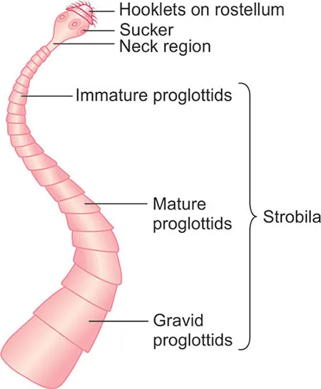Cestode Morphology: Scolex, Neck, Strobila, Proglottids