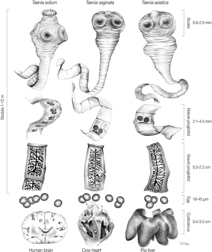 Taenia solium, saginata, asiatica morphology and pathology