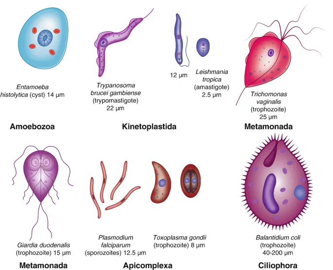Key Protozoa Morphology and Classification