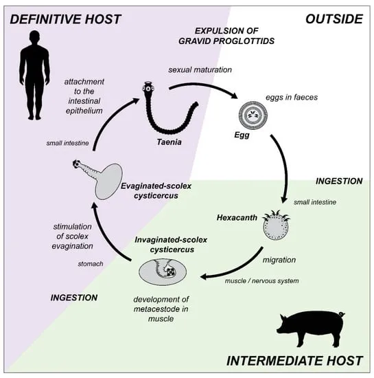 Taenia Life Cycle Diagram