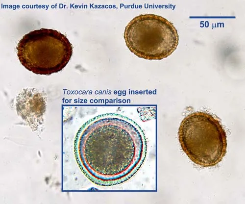 Toxocara canis egg size comparison