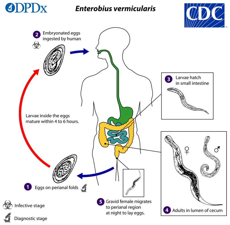 Enterobius vermicularis (pinworm) life cycle
