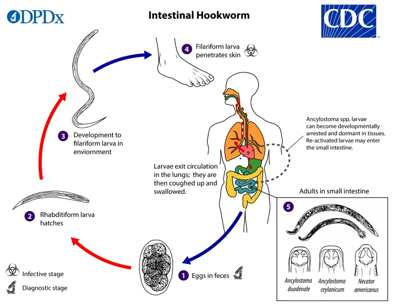 Hookworm life cycle and morphology